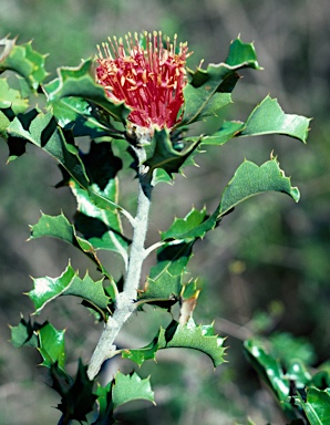 APII jpeg image of Banksia ilicifolia  © contact APII