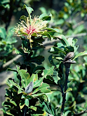 APII jpeg image of Banksia ilicifolia  © contact APII