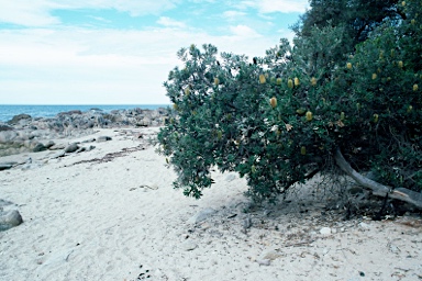 APII jpeg image of Banksia integrifolia subsp. integrifolia  © contact APII