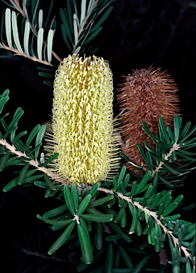 APII jpeg image of Banksia marginata  © contact APII