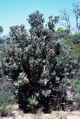 APII jpeg image of Banksia menziesii  © contact APII