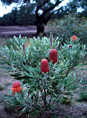 APII jpeg image of Banksia menziesii  © contact APII