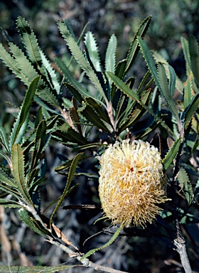 APII jpeg image of Banksia ornata  © contact APII