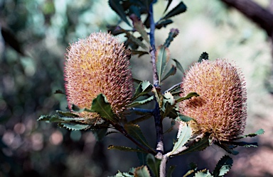 APII jpeg image of Banksia ornata  © contact APII