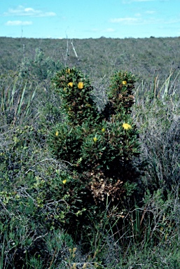 APII jpeg image of Banksia falcata  © contact APII