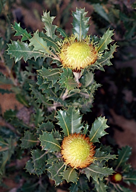 APII jpeg image of Banksia heliantha  © contact APII