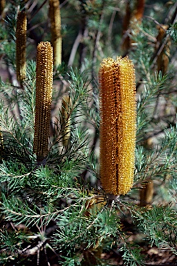 APII jpeg image of Banksia ericifolia 'Giant Candles'  © contact APII