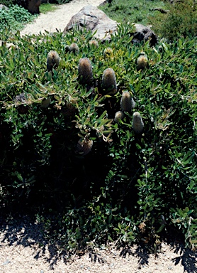 APII jpeg image of Banksia serrata 'Pygmy Possum'  © contact APII