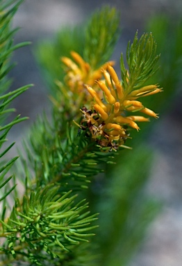 APII jpeg image of Persoonia acerosa  © contact APII