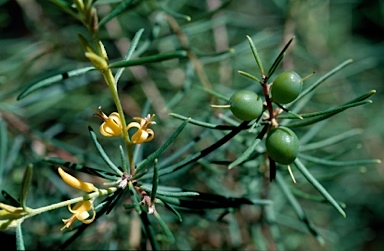 APII jpeg image of Persoonia mollis subsp. leptophylla  © contact APII