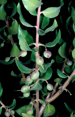 APII jpeg image of Persoonia myrtilloides subsp. cunninghamii  © contact APII