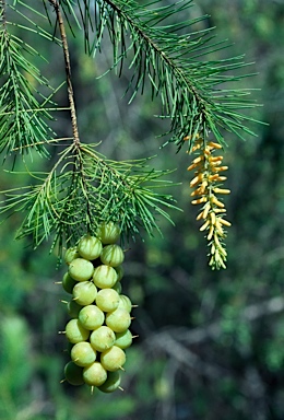 APII jpeg image of Persoonia pinifolia  © contact APII