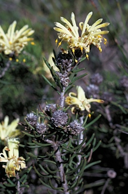 APII jpeg image of Petrophile brevifolia  © contact APII