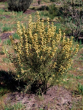 APII jpeg image of Petrophile squamata  © contact APII