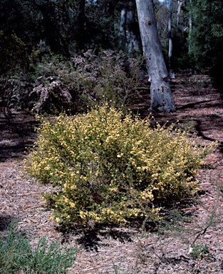 APII jpeg image of Phebalium glandulosum subsp. macrocalyx  © contact APII