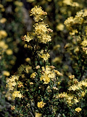 APII jpeg image of Phebalium glandulosum subsp. macrocalyx  © contact APII