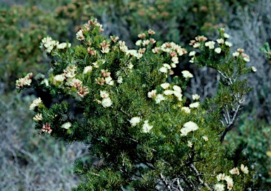 APII jpeg image of Melaleuca systena  © contact APII