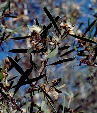 APII jpeg image of Melaleuca alsophila  © contact APII