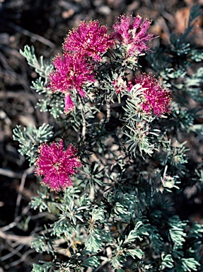 APII jpeg image of Melaleuca aspalathoides  © contact APII