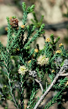 APII jpeg image of Melaleuca bracteosa  © contact APII