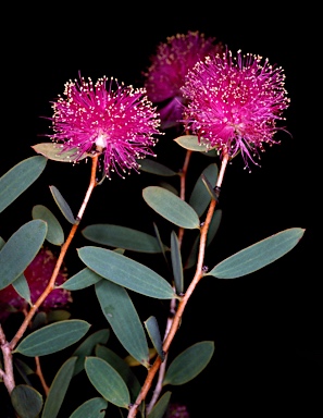 APII jpeg image of Melaleuca conothamnoides  © contact APII