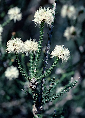 APII jpeg image of Melaleuca cucullata  © contact APII