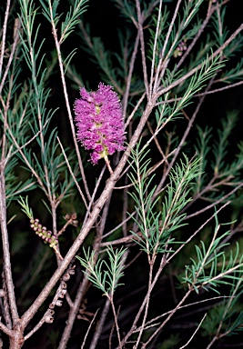 APII jpeg image of Melaleuca diosmatifolia  © contact APII