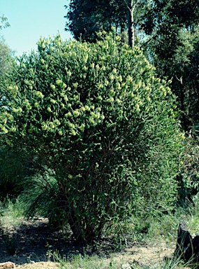 APII jpeg image of Melaleuca diosmifolia  © contact APII