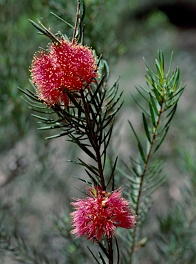 APII jpeg image of Melaleuca fulgens subsp. fulgens  © contact APII