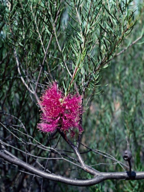 APII jpeg image of Melaleuca fulgens subsp. fulgens  © contact APII