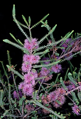 APII jpeg image of Melaleuca gibbosa  © contact APII