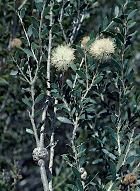 APII jpeg image of Melaleuca hnatiukii  © contact APII