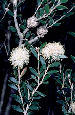 APII jpeg image of Melaleuca hnatiukii  © contact APII