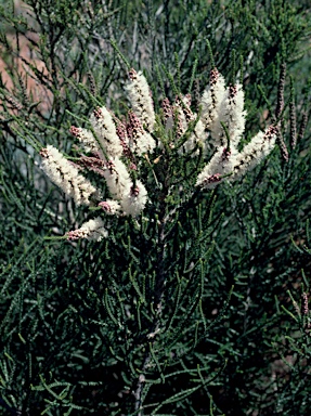 APII jpeg image of Melaleuca huegelii subsp. huegelii  © contact APII