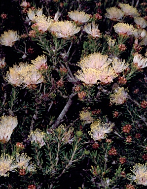 APII jpeg image of Melaleuca laetifica  © contact APII