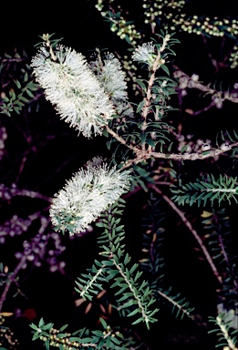 APII jpeg image of Melaleuca lanceolata  © contact APII