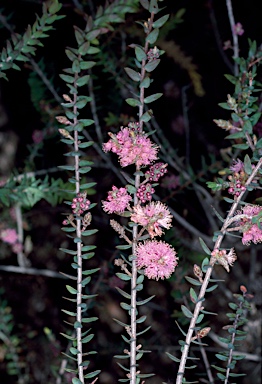 APII jpeg image of Melaleuca laxiflora  © contact APII