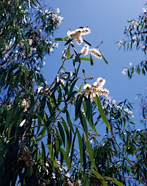 APII jpeg image of Melaleuca leucadendra  © contact APII