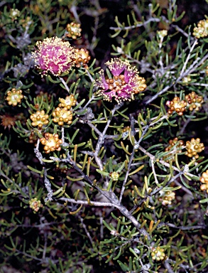 APII jpeg image of Melaleuca leuropoma  © contact APII