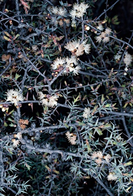 APII jpeg image of Melaleuca longistaminea  © contact APII