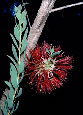 APII jpeg image of Melaleuca macronychia subsp. macronychia  © contact APII