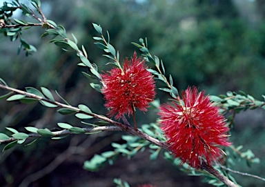 APII jpeg image of Melaleuca macronychia subsp. macronychia  © contact APII