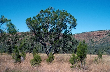 APII jpeg image of Melaleuca minutifolia  © contact APII