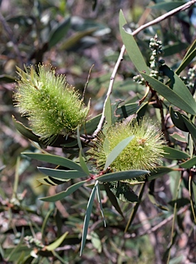 APII jpeg image of Melaleuca nervosa  © contact APII