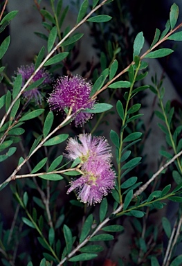 APII jpeg image of Melaleuca nesophila  © contact APII