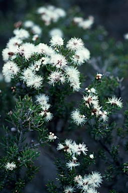 APII jpeg image of Melaleuca pauperiflora subsp. fastigiata  © contact APII