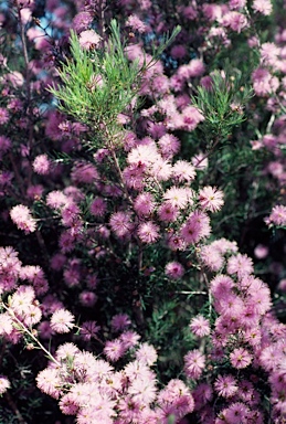 APII jpeg image of Melaleuca pentagona var. pentagona  © contact APII