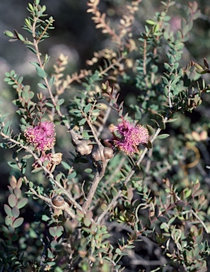 APII jpeg image of Melaleuca platycalyx  © contact APII