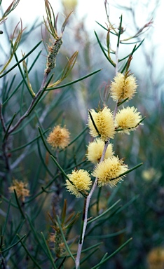 APII jpeg image of Melaleuca pungens  © contact APII