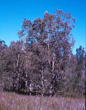 APII jpeg image of Melaleuca quinquenervia  © contact APII